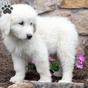 LINCOLN, Maremma Sheepdog Puppy
